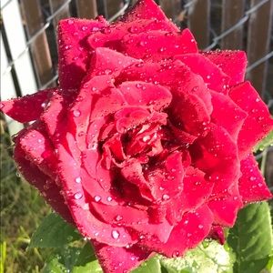 Meet your Posher, Nichole